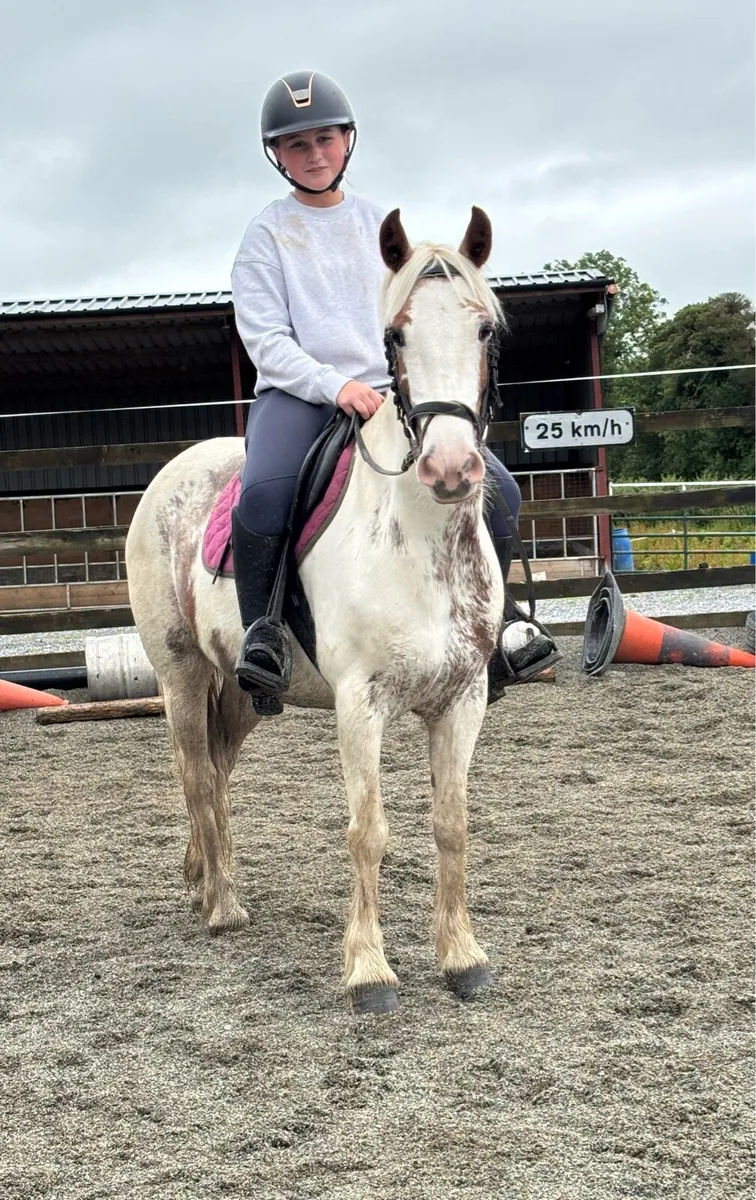 VERY SWEET 13.2  FAMILY PONY - Image 1