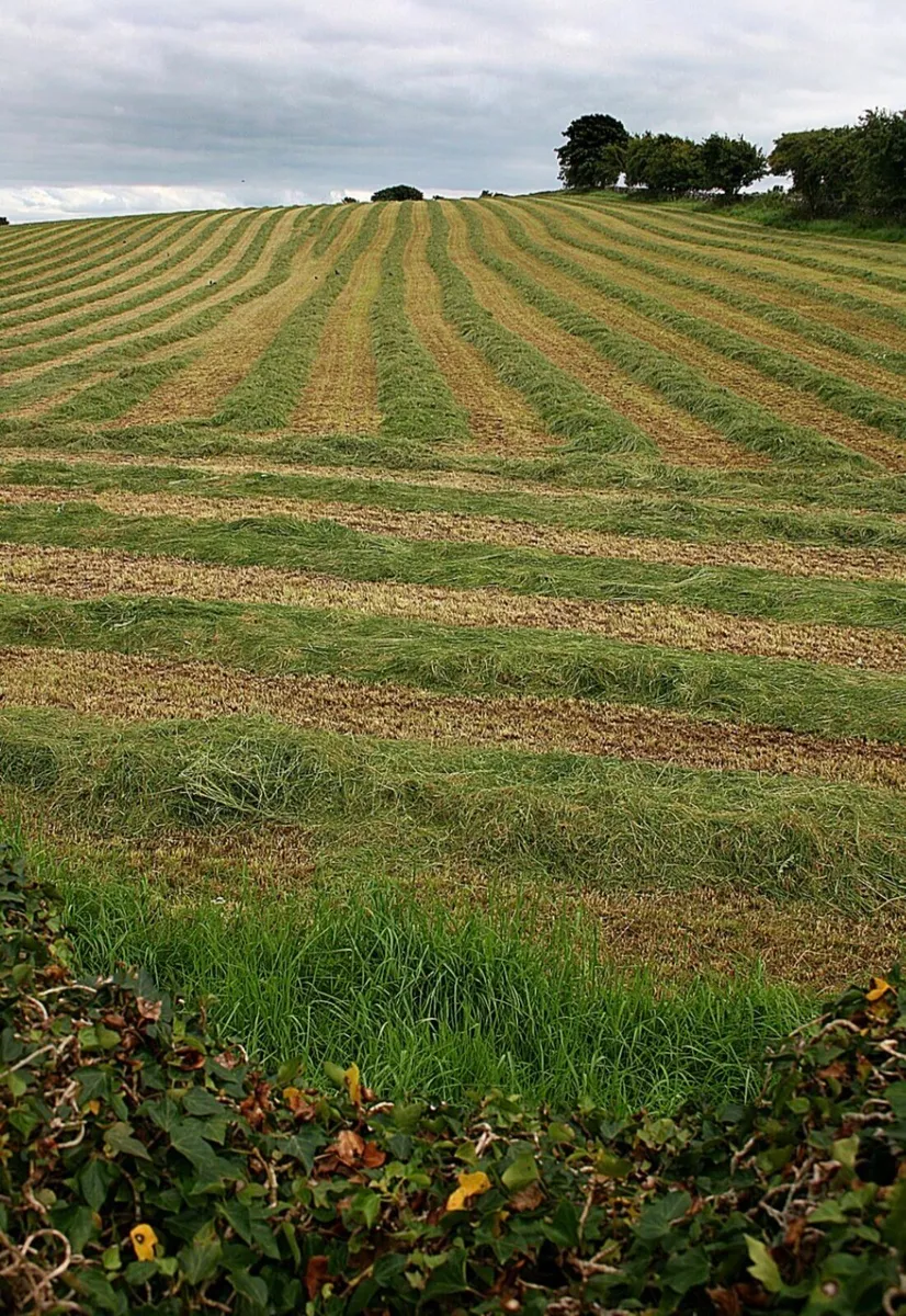 Silage field **WANTED**