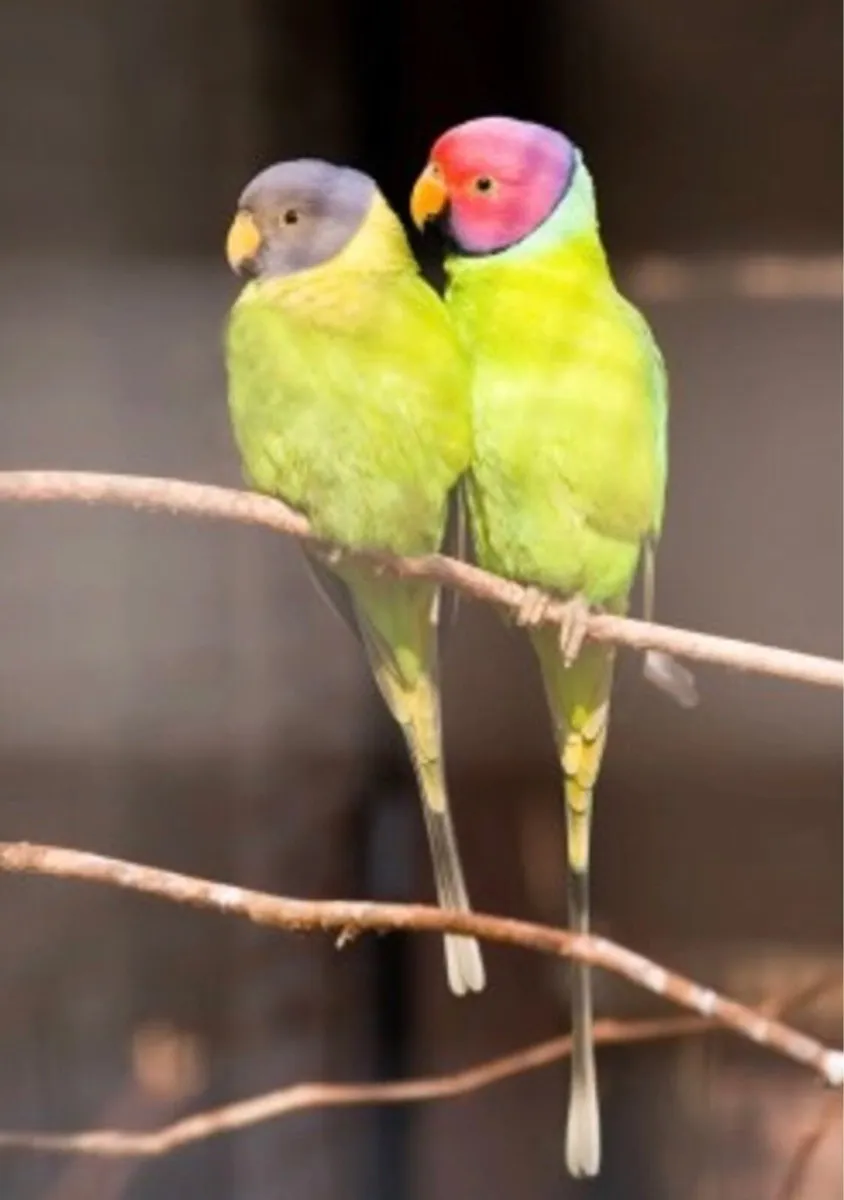 Plum-headed parakeet - Image 2