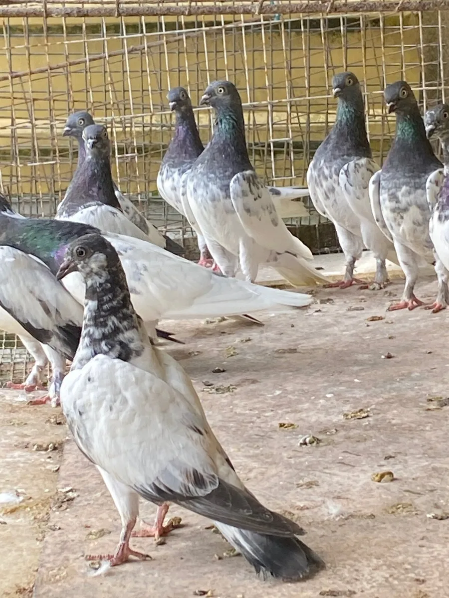 High flyer pigeons - Image 2