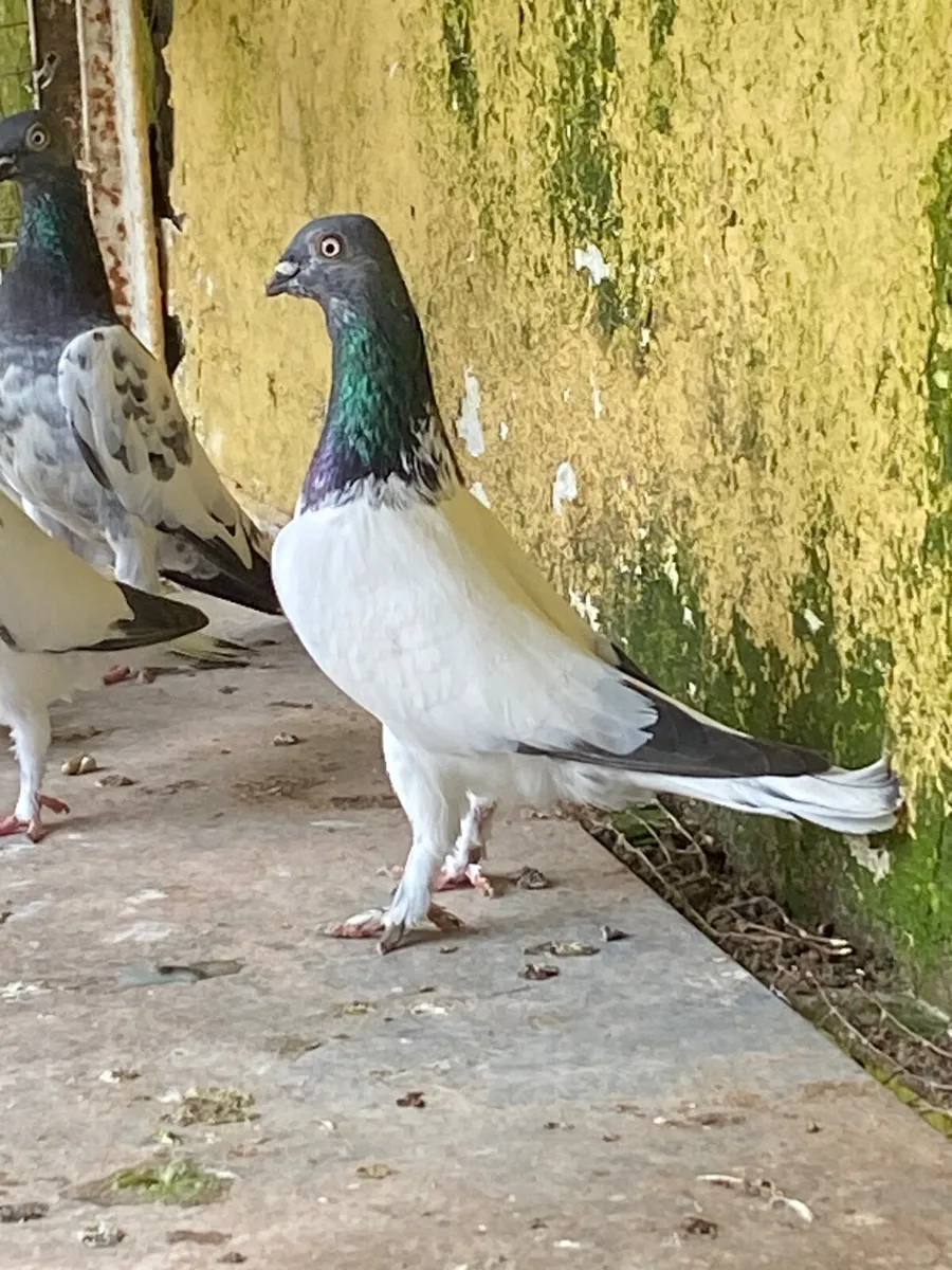 High flyer pigeons - Image 1