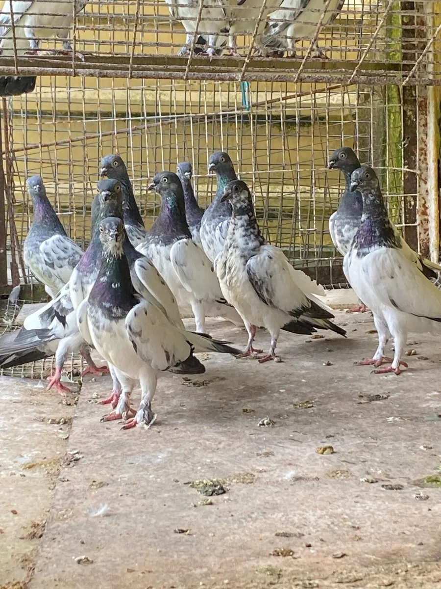 High flyer pigeons - Image 3