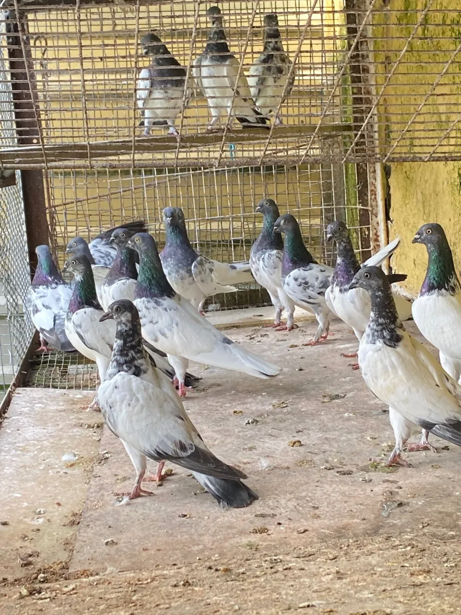 High flyer pigeons - Image 4