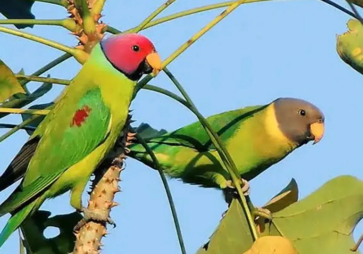 Plum-headed parakeet - Image 1