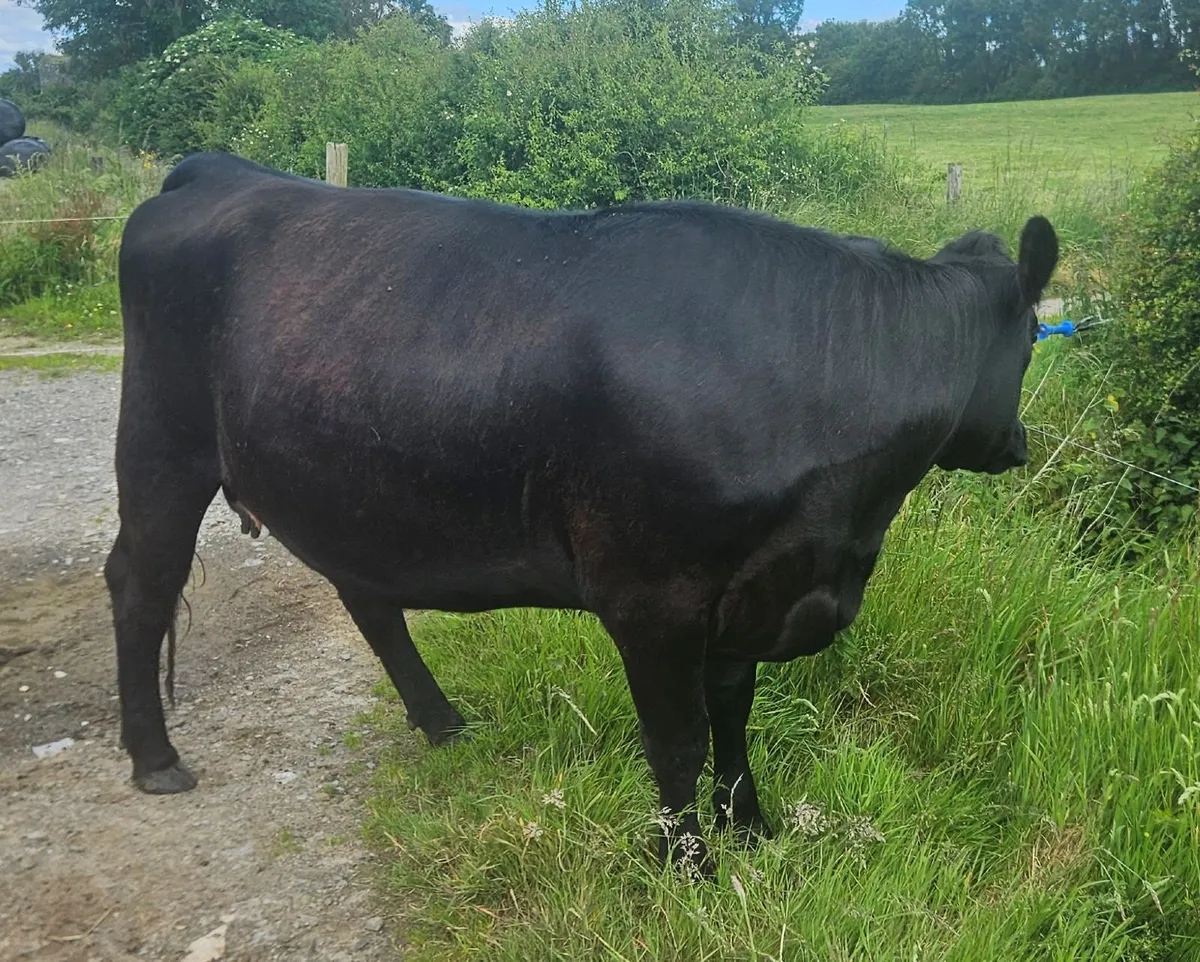 Aberdeen Angus heifer - Image 2
