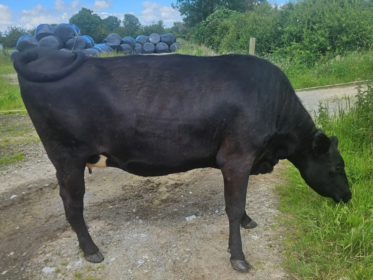 Aberdeen Angus heifer - Image 4