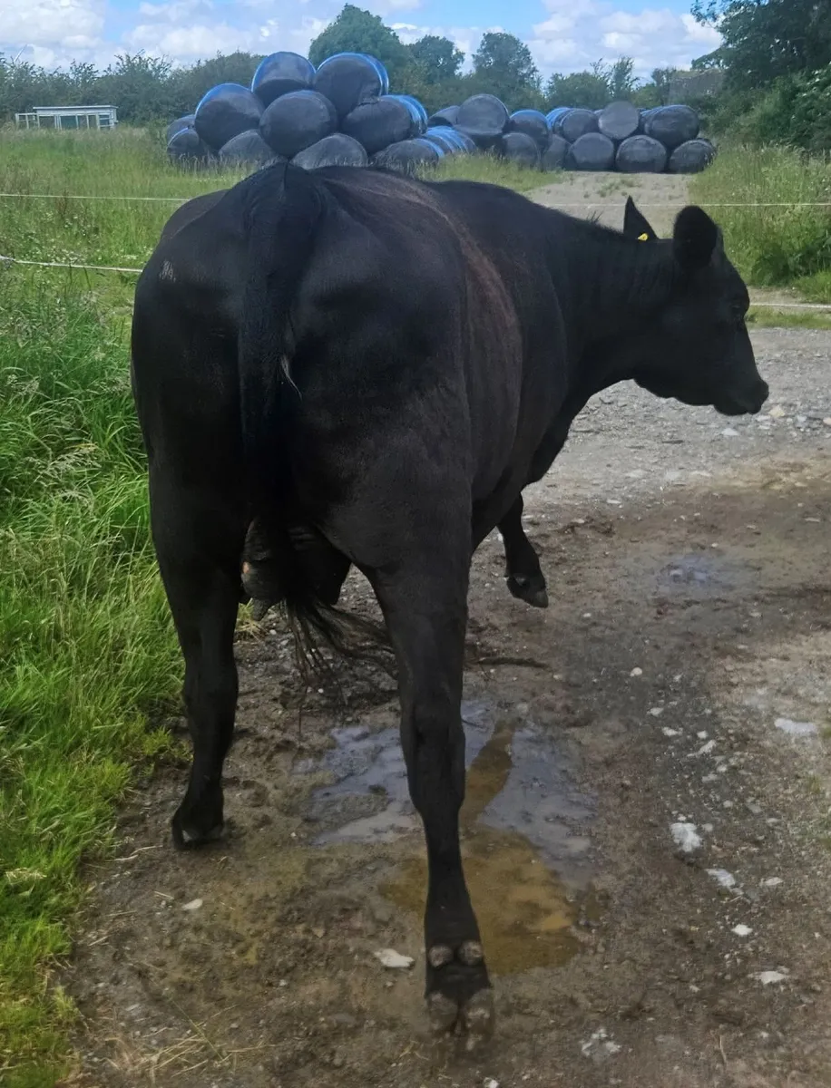 Aberdeen Angus heifer - Image 3