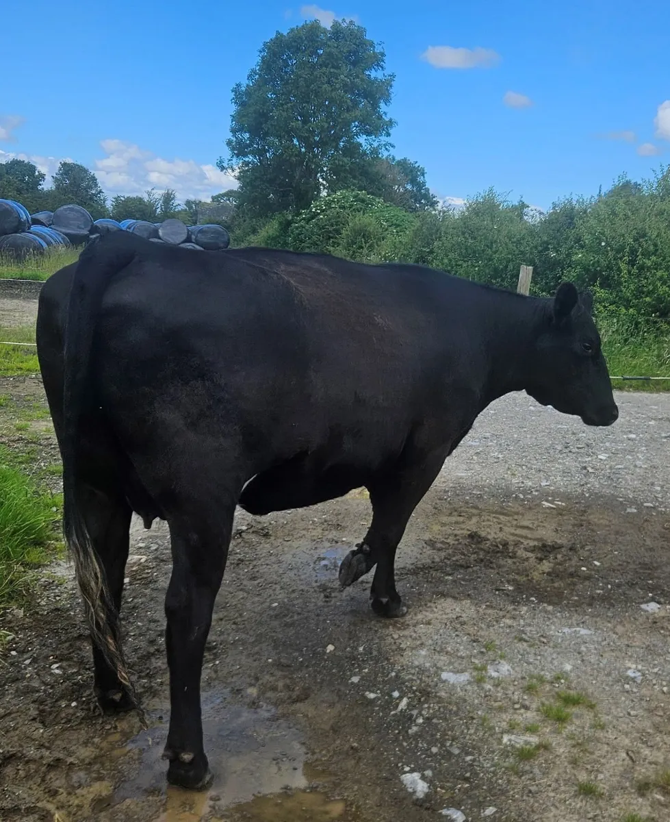 Aberdeen Angus heifer - Image 1