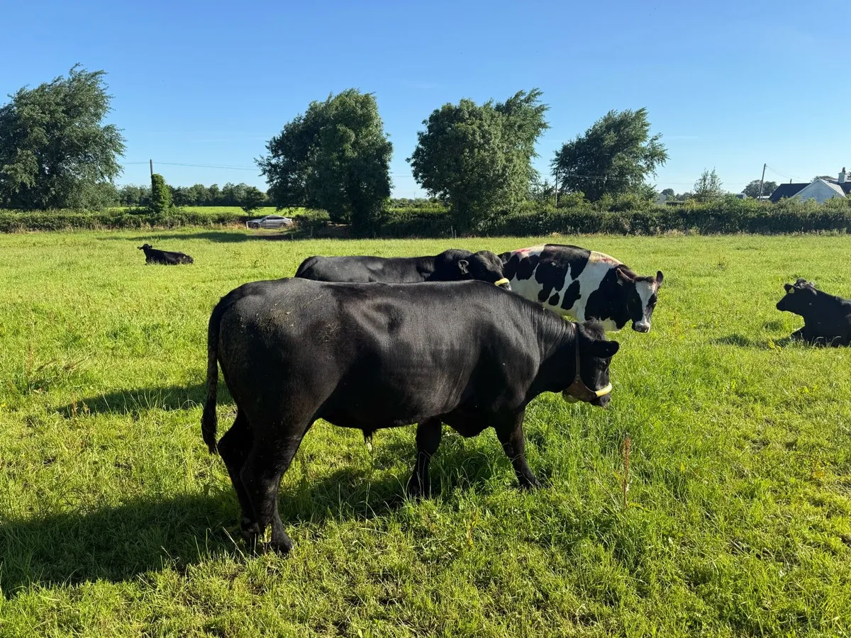 AA Bulls - Image 2