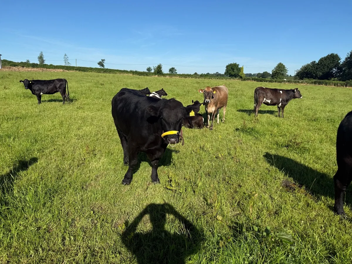 AA Bulls - Image 3