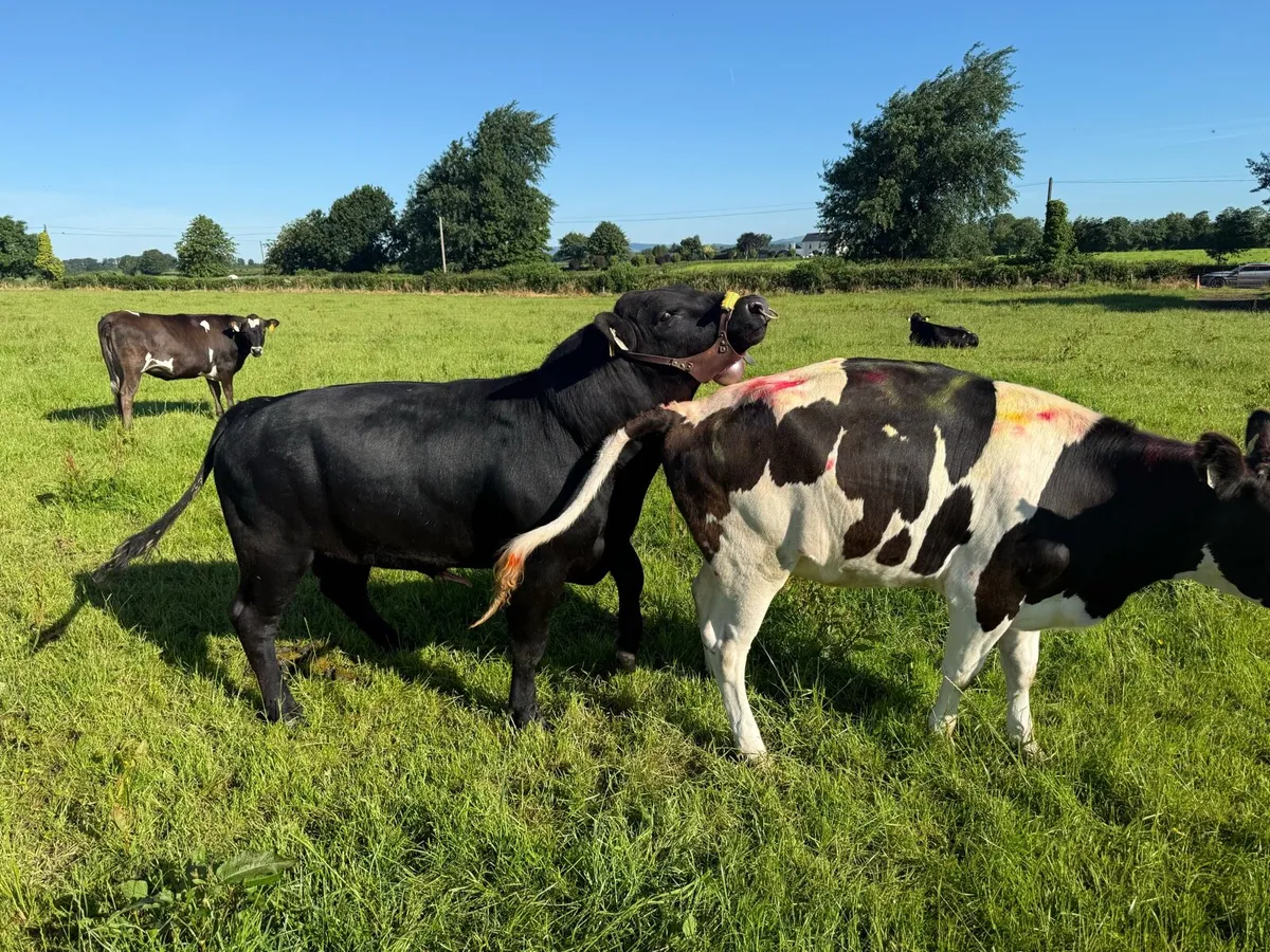 AA Bulls - Image 4