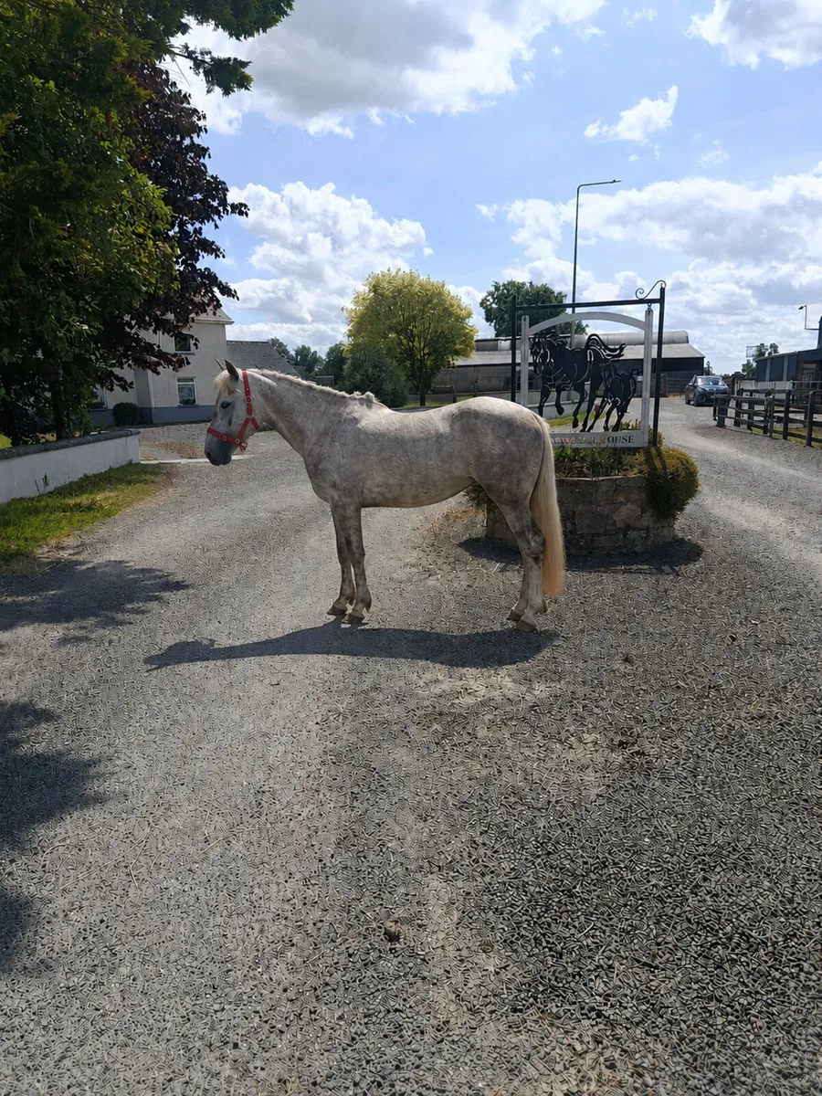IRISH DRAUGHT PONY - Image 1