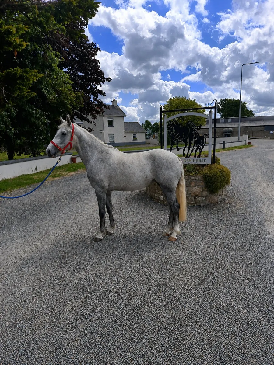 IRISH DRAUGHT PONY - Image 1
