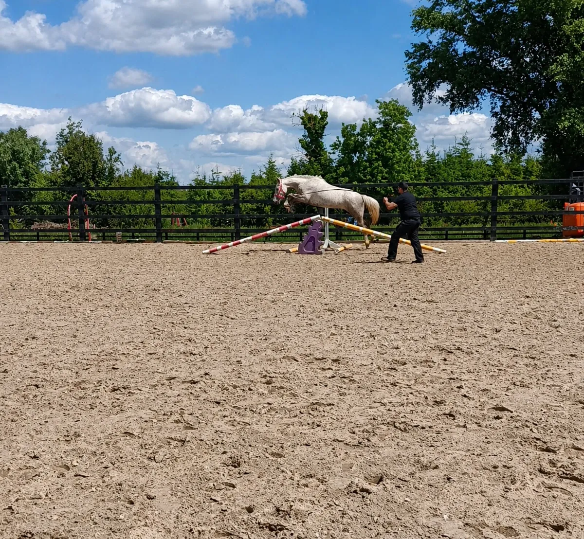 IRISH DRAUGHT PONY - Image 2
