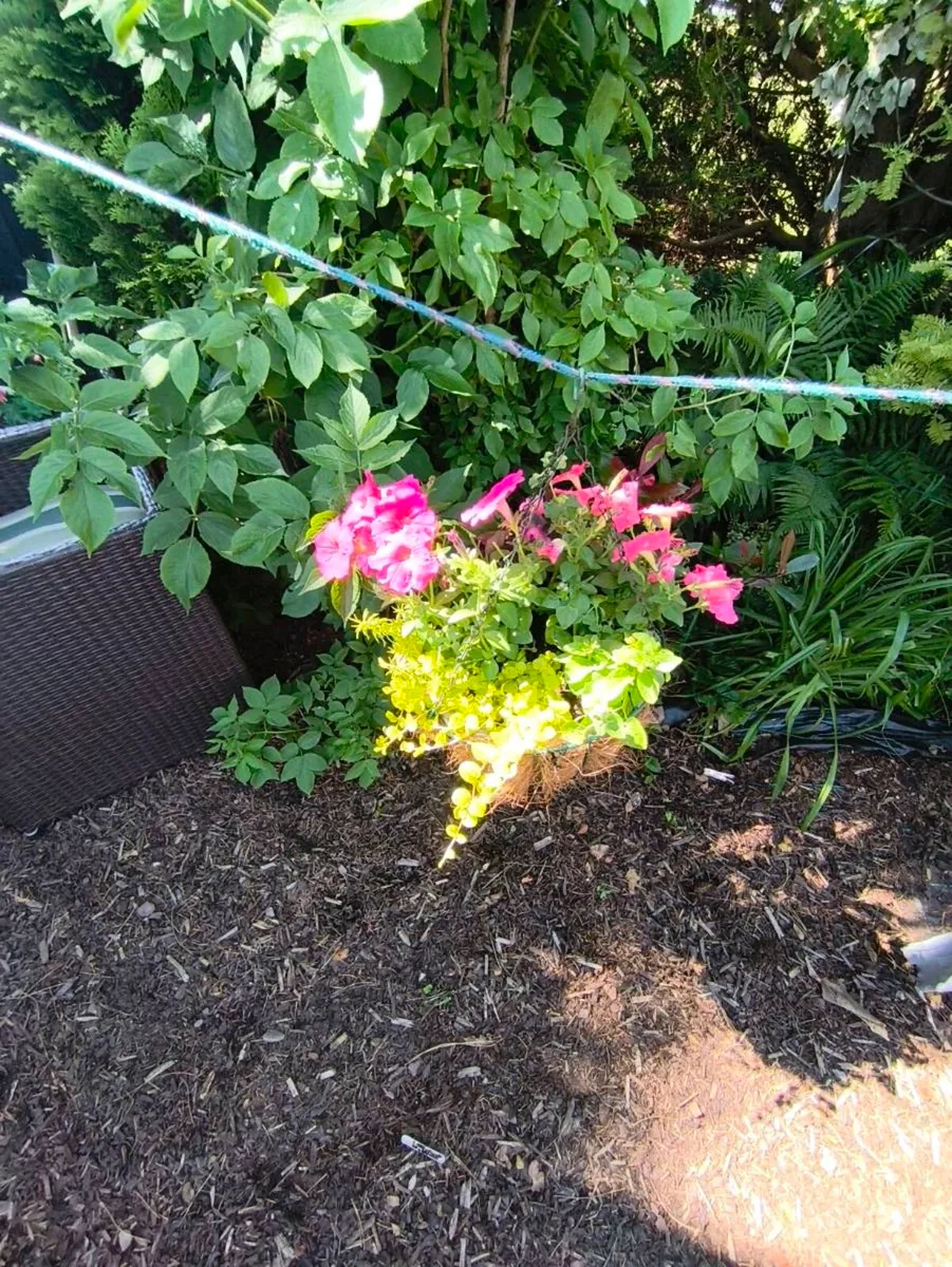 2 beautiful hanging baskets 30 for 2 - Image 4