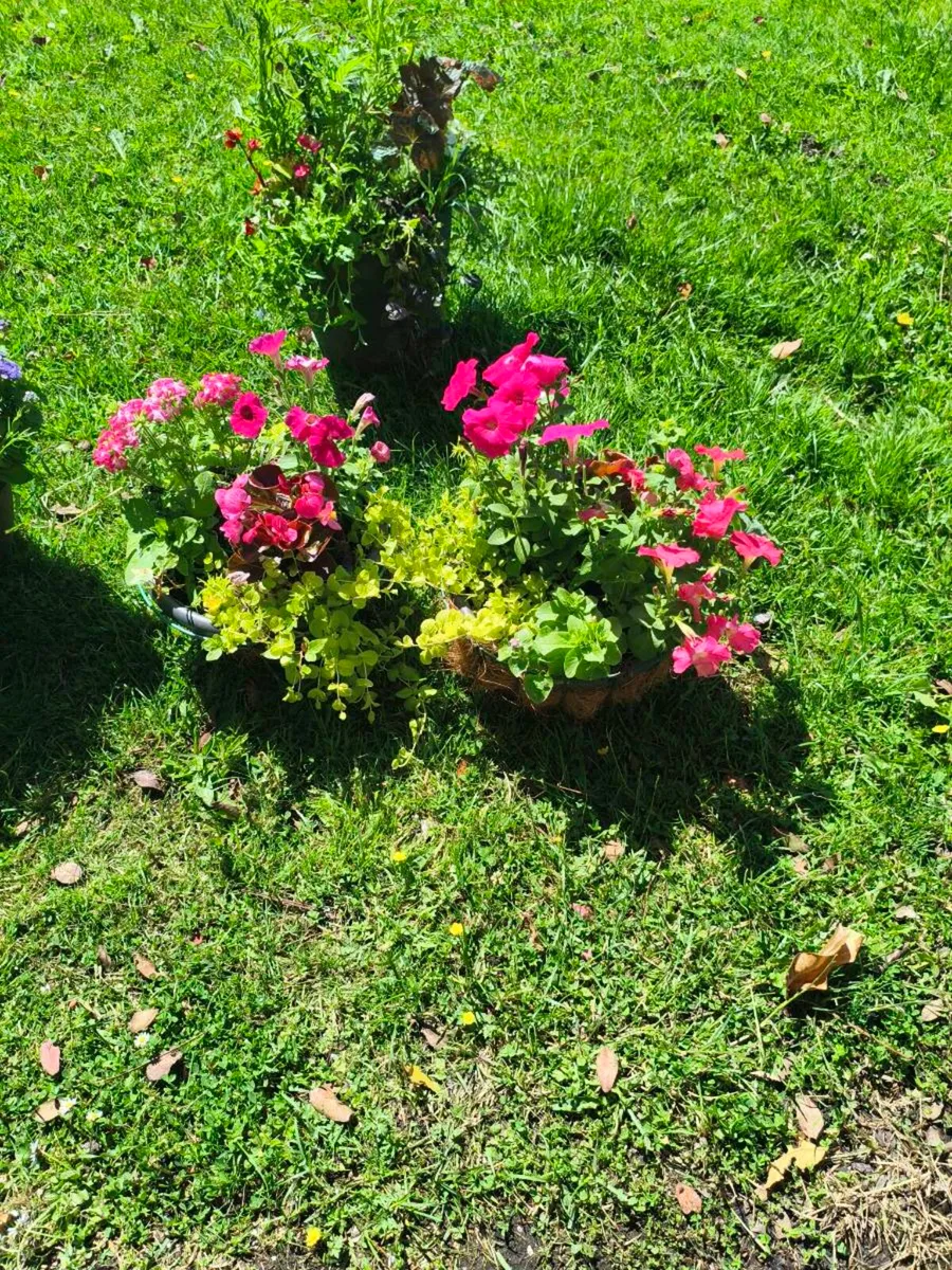 2 beautiful hanging baskets 30 for 2 - Image 2