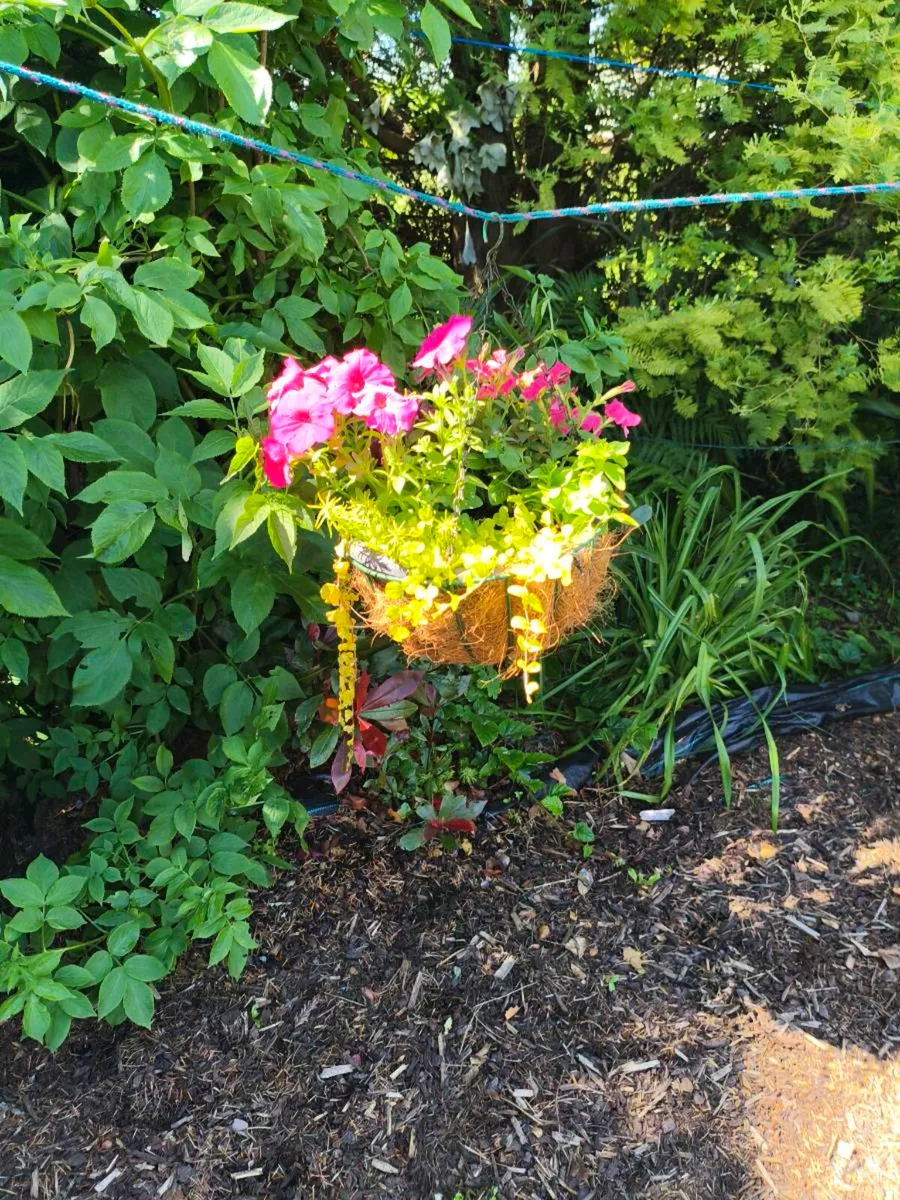 2 beautiful hanging baskets 30 for 2 - Image 3