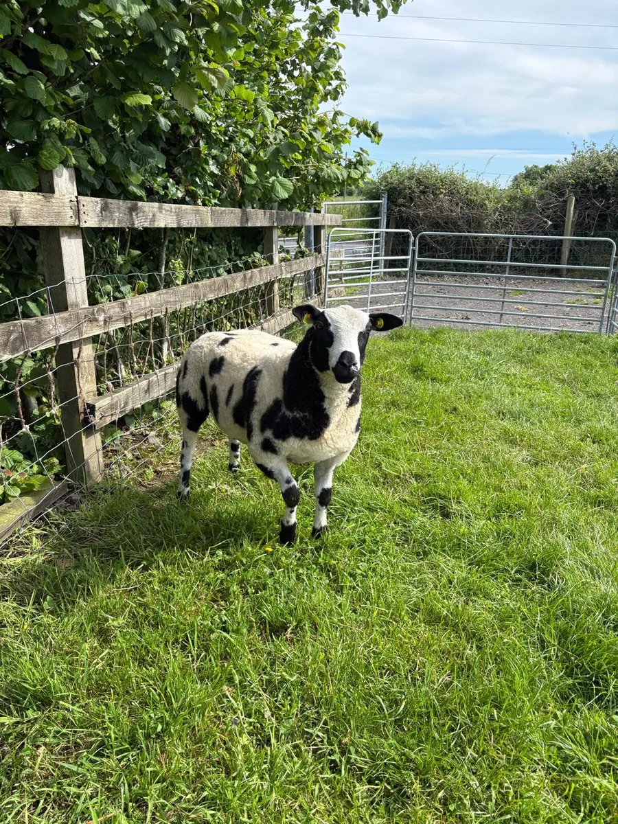 Dutch Spotted lambs - Image 2