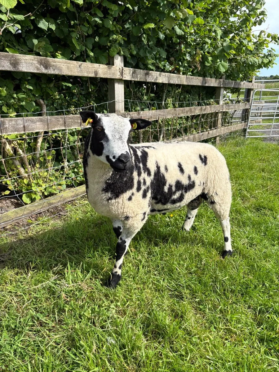 Dutch Spotted lambs - Image 3