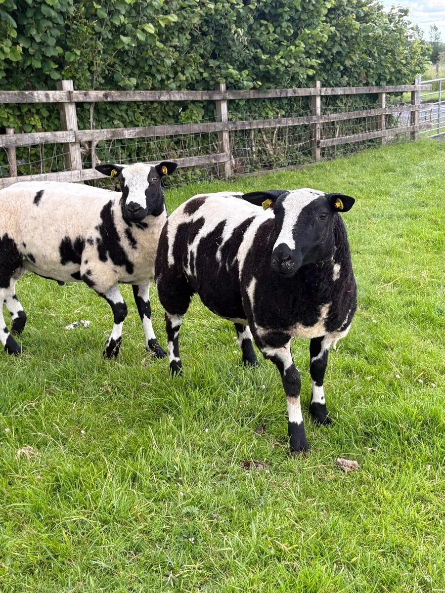 Dutch Spotted lambs - Image 2