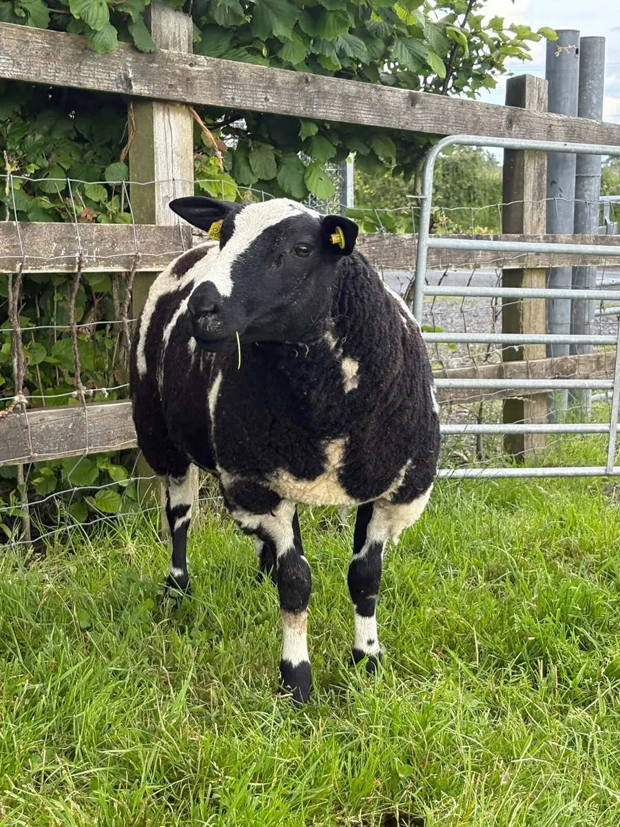 Dutch Spotted lambs - Image 1