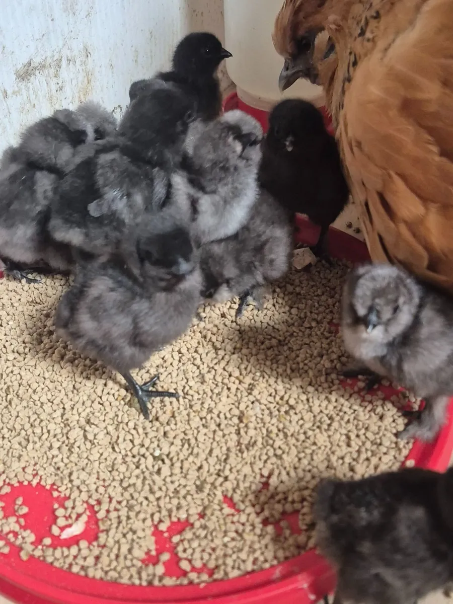 Day Old Chicks. 21/06/26. - Image 3