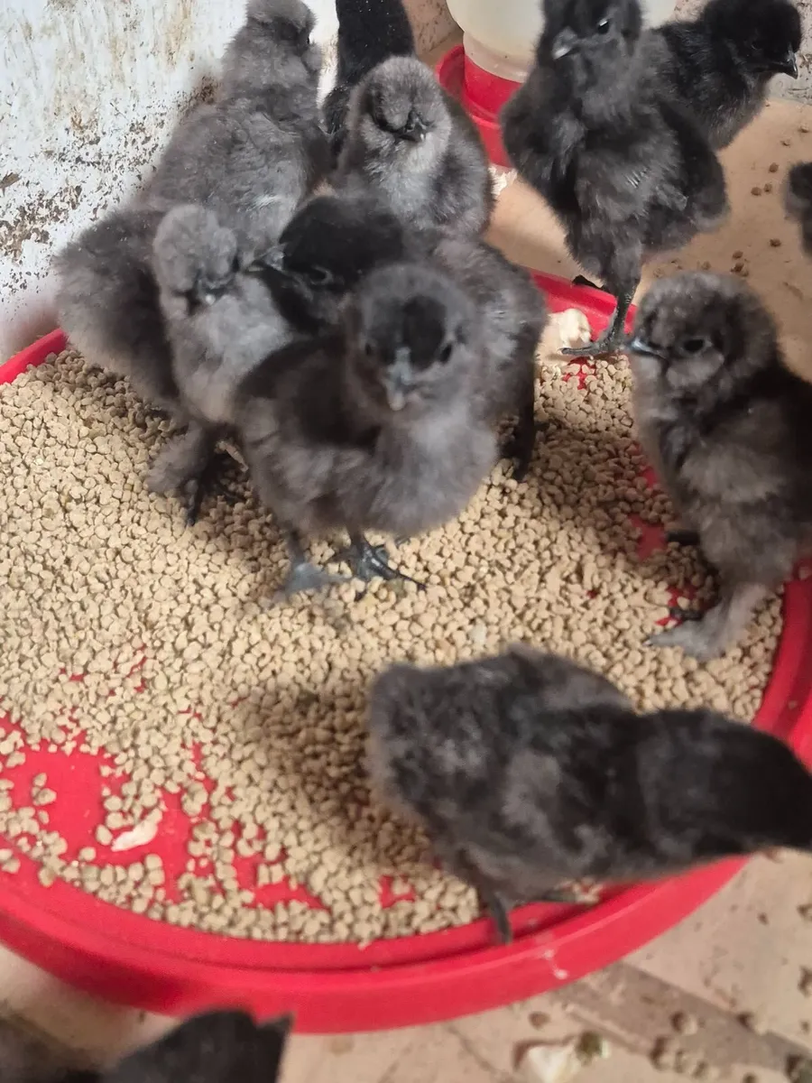 Day Old Chicks. 21/06/26. - Image 1
