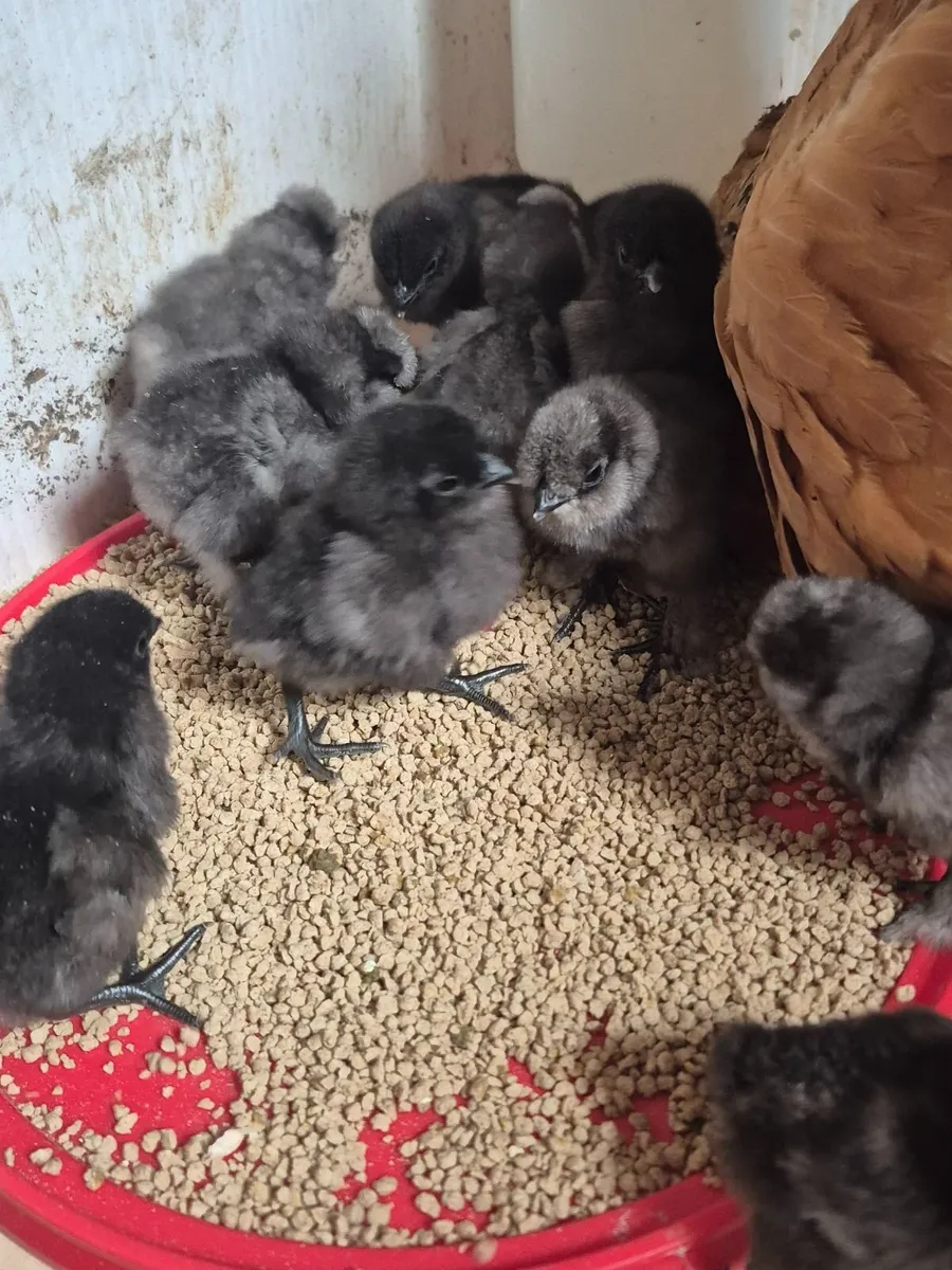 Day Old Chicks. 21/06/26. - Image 2