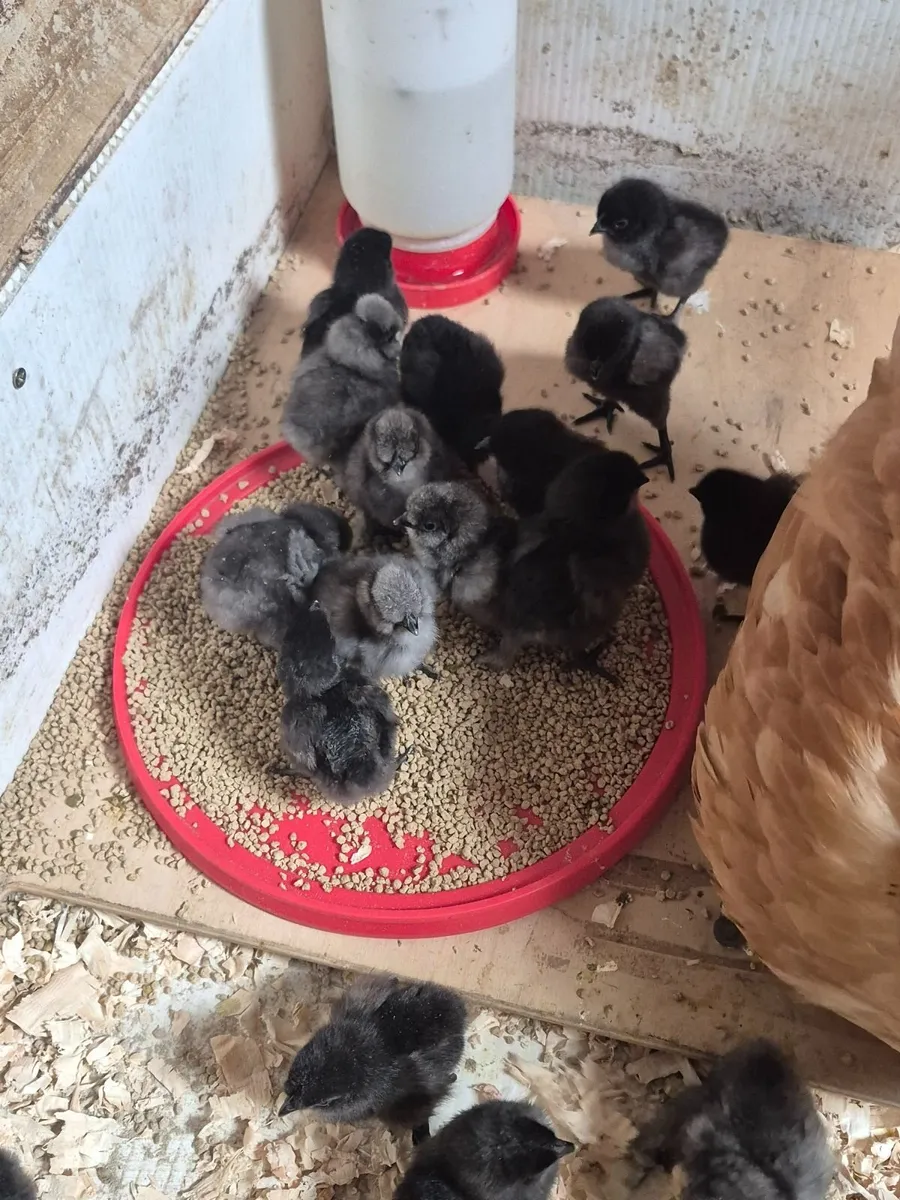 Day Old Chicks. 21/06/26. - Image 4