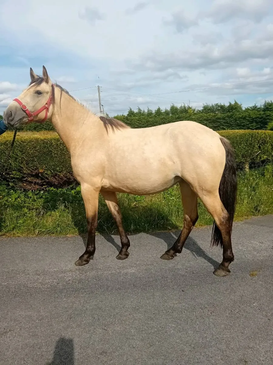 Dun fillies - Image 1