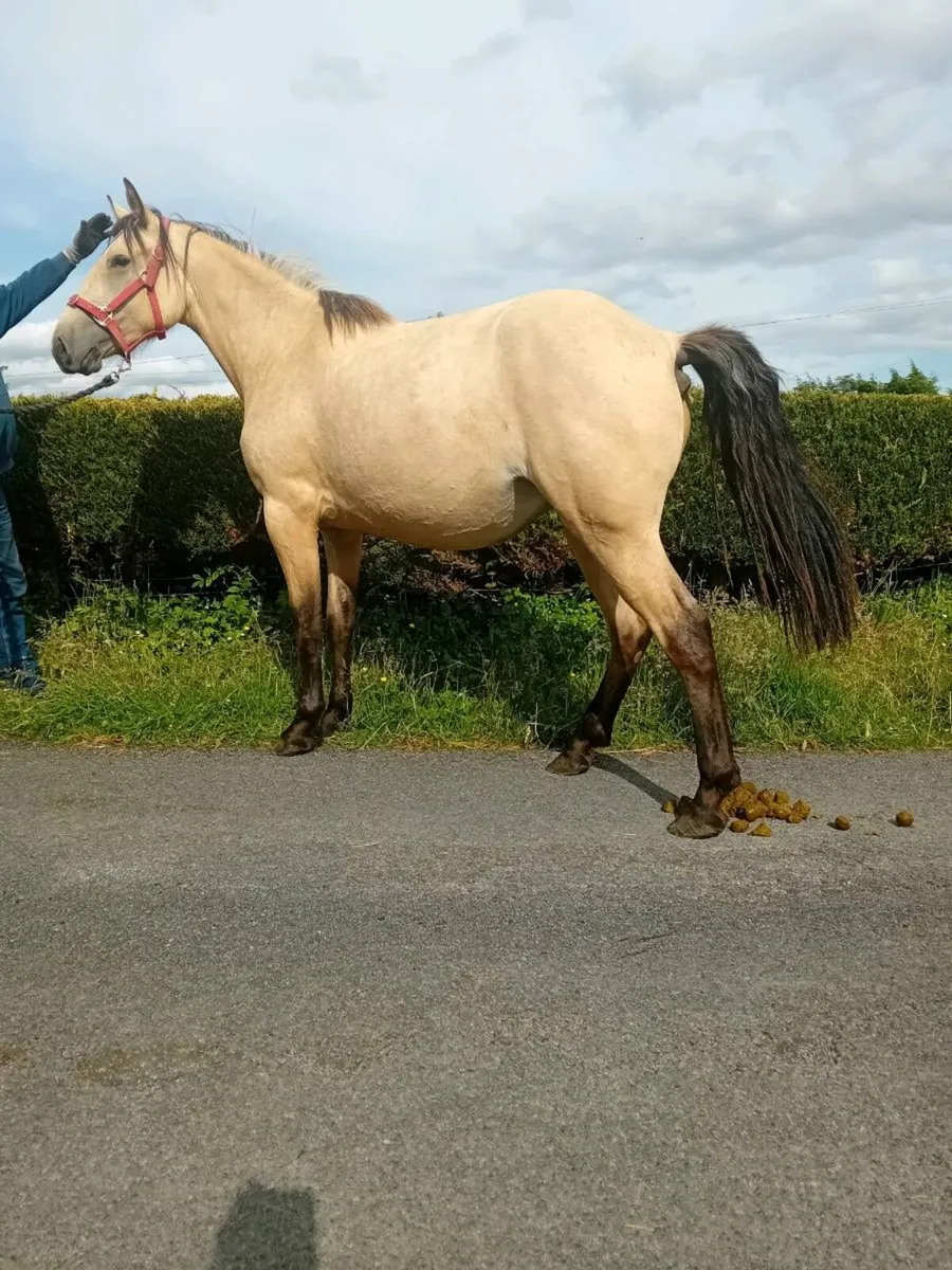 Dun fillies - Image 2