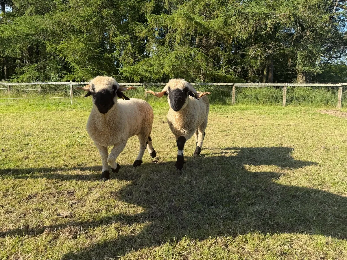 2 x Valais Black Nose sheep - Image 2