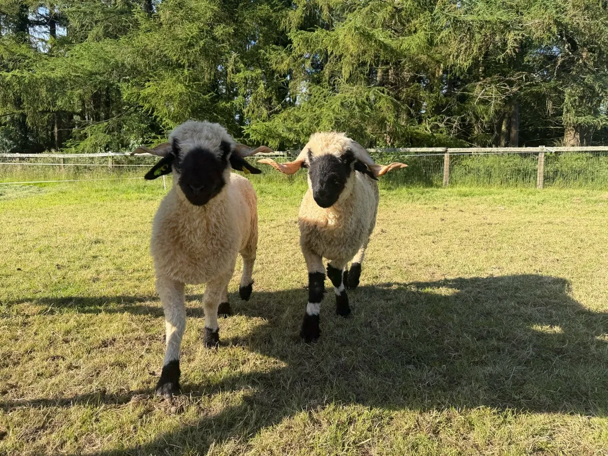 2 x Valais Black Nose sheep - Image 3
