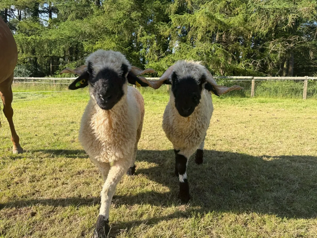 2 x Valais Black Nose sheep - Image 1
