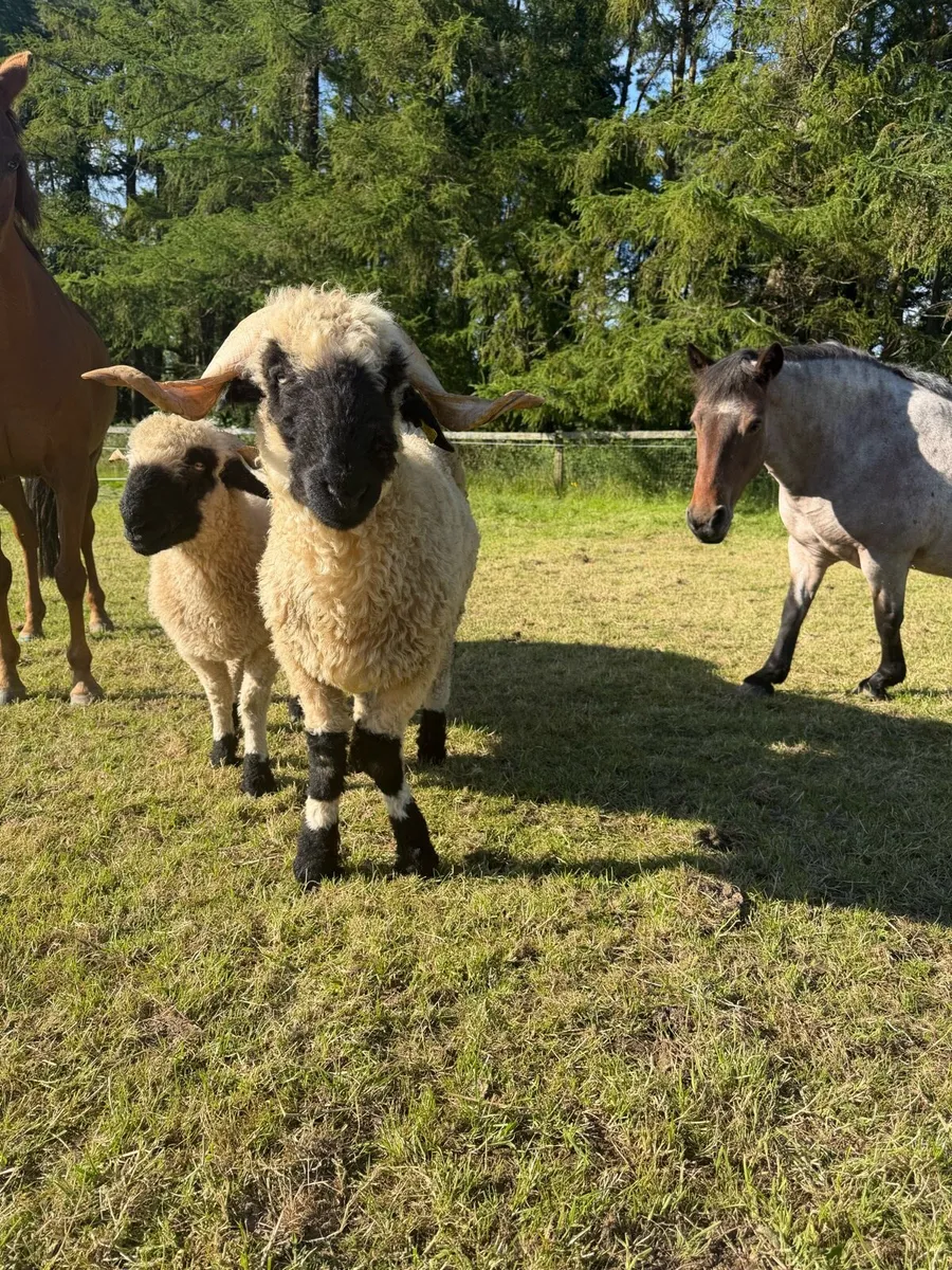 2 x Valais Black Nose sheep - Image 4
