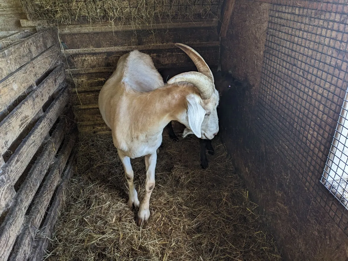 Milking goats - Image 2
