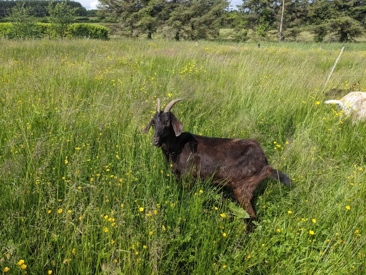Milking goats - Image 3