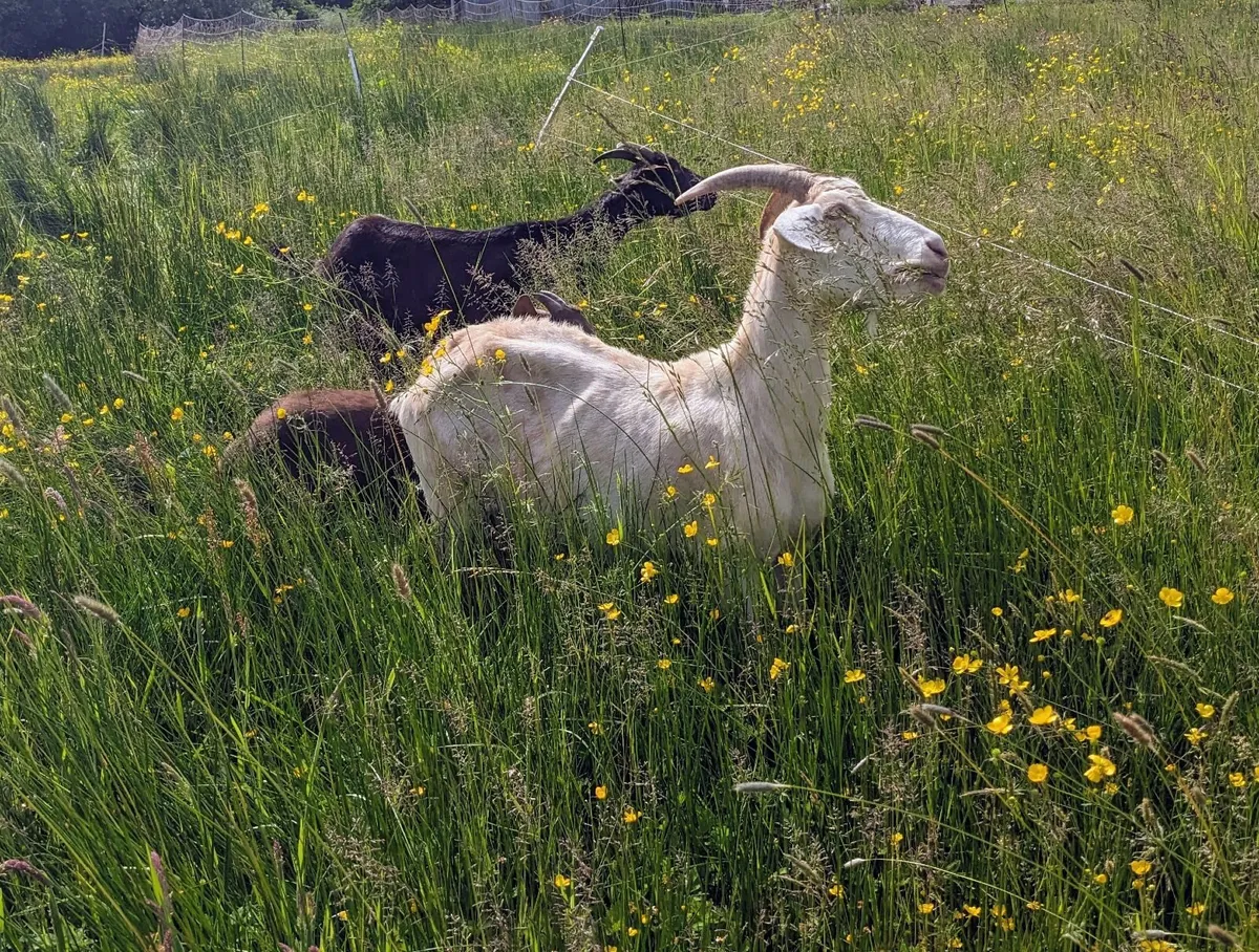 Milking goats - Image 1