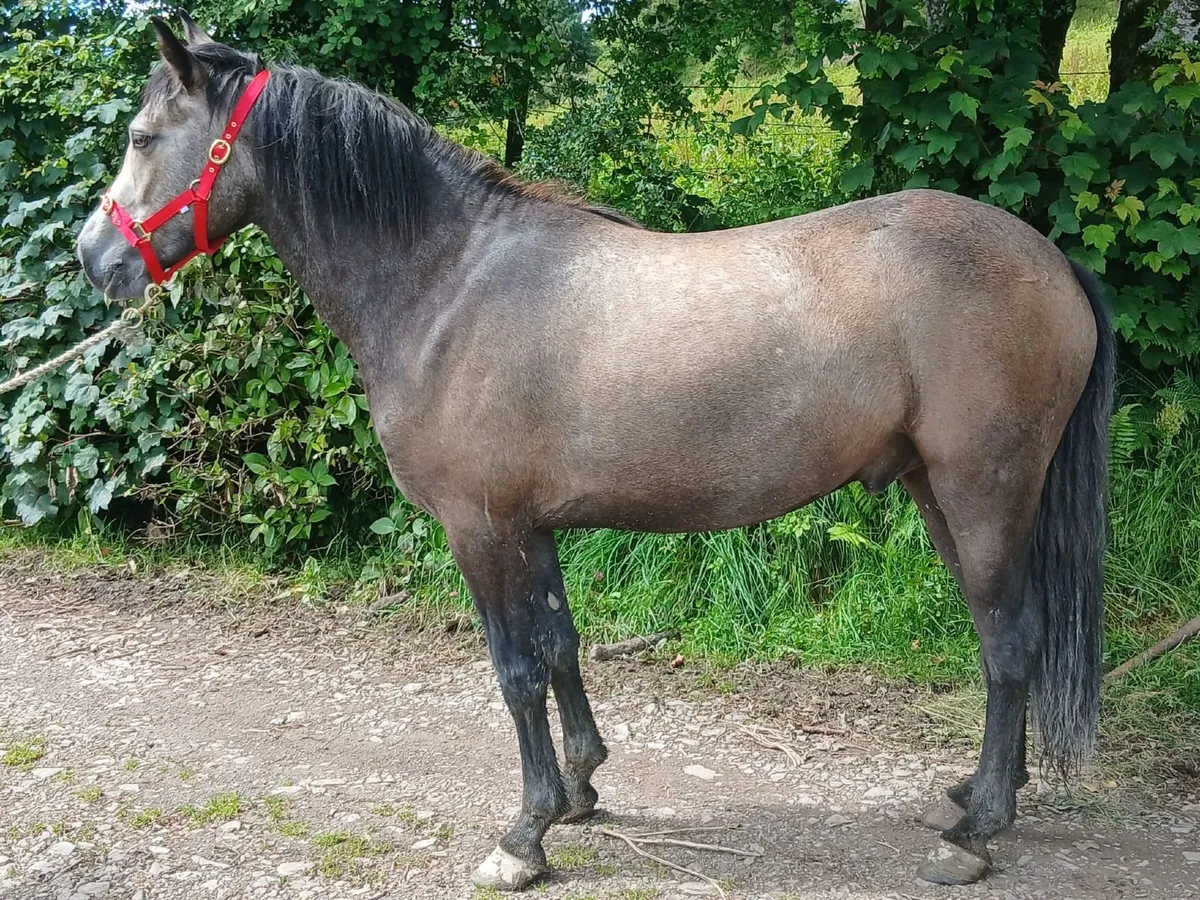 Connemara pony - Image 1