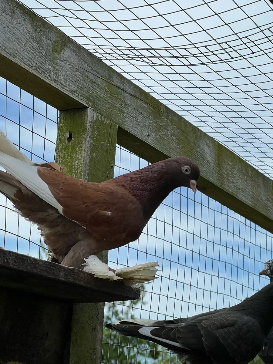 Tumbler pigeons - Image 1