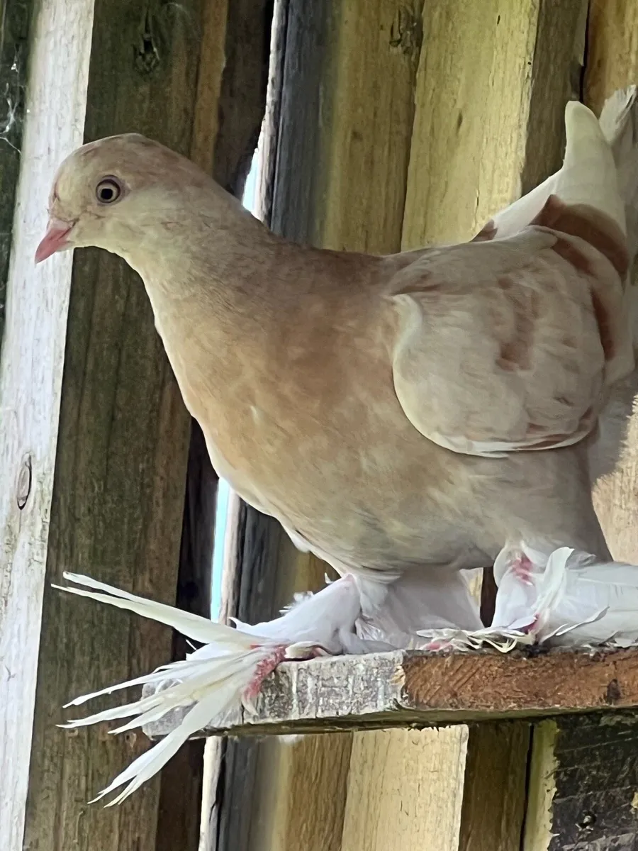 Tumbler pigeons - Image 3
