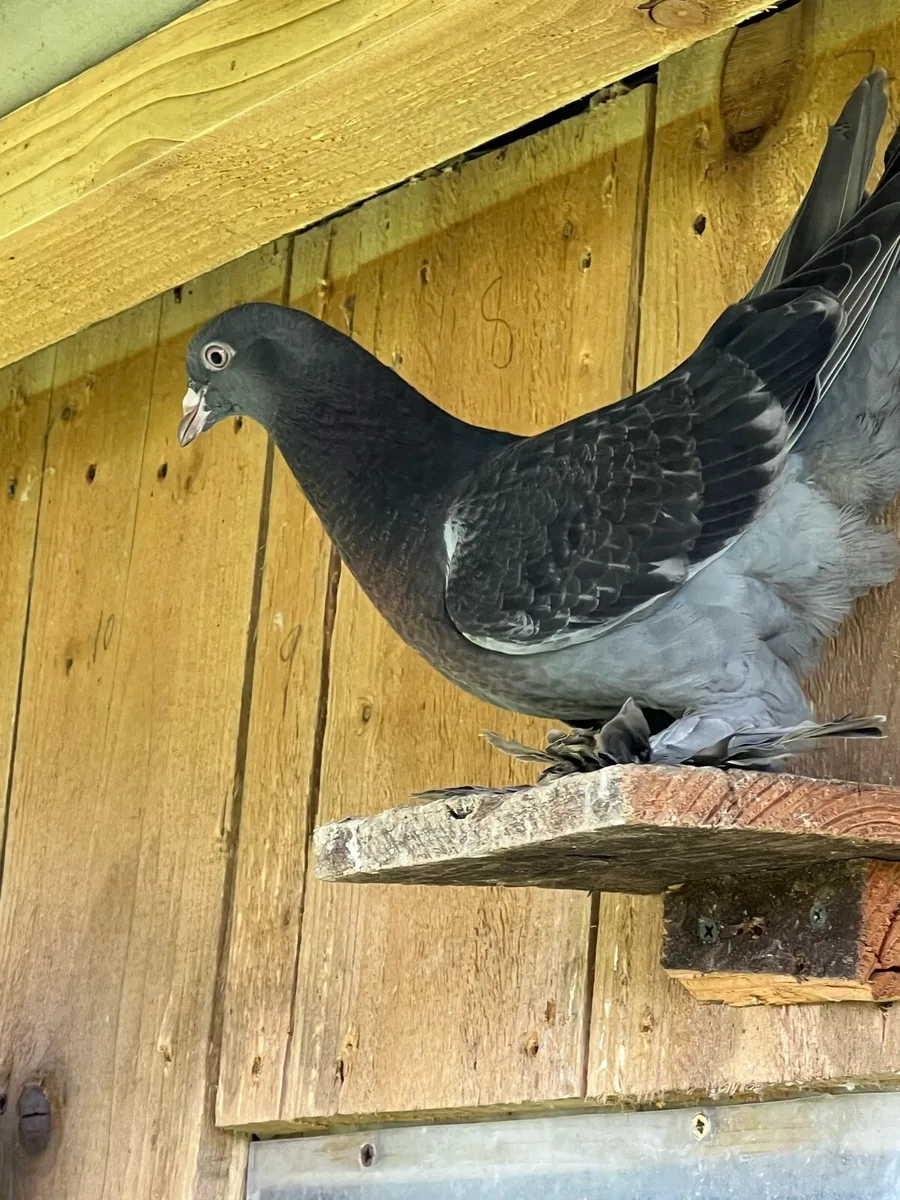 Tumbler pigeons - Image 2