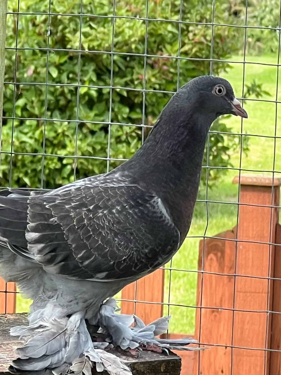 Tumbler pigeons - Image 4