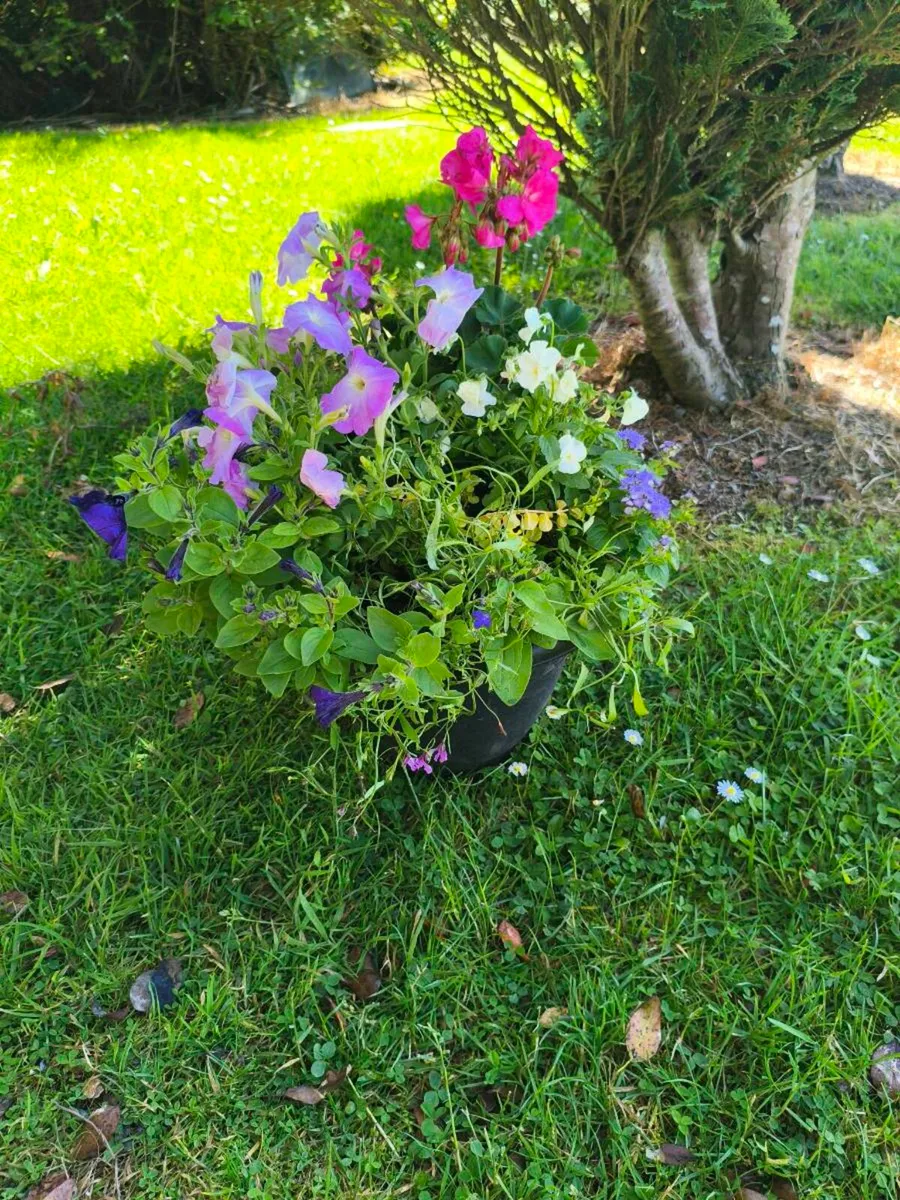 Beautiful large fresh pots,15 each - Image 1