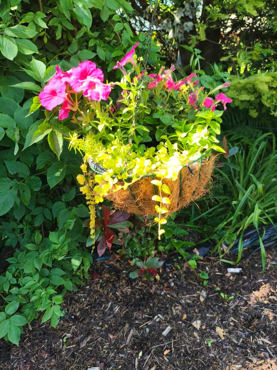 Beautiful large fresh pots,15 each - Image 3