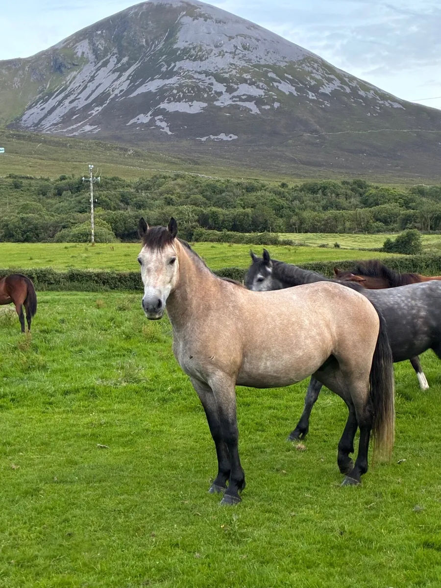 Dun Connemara gelding - Image 1