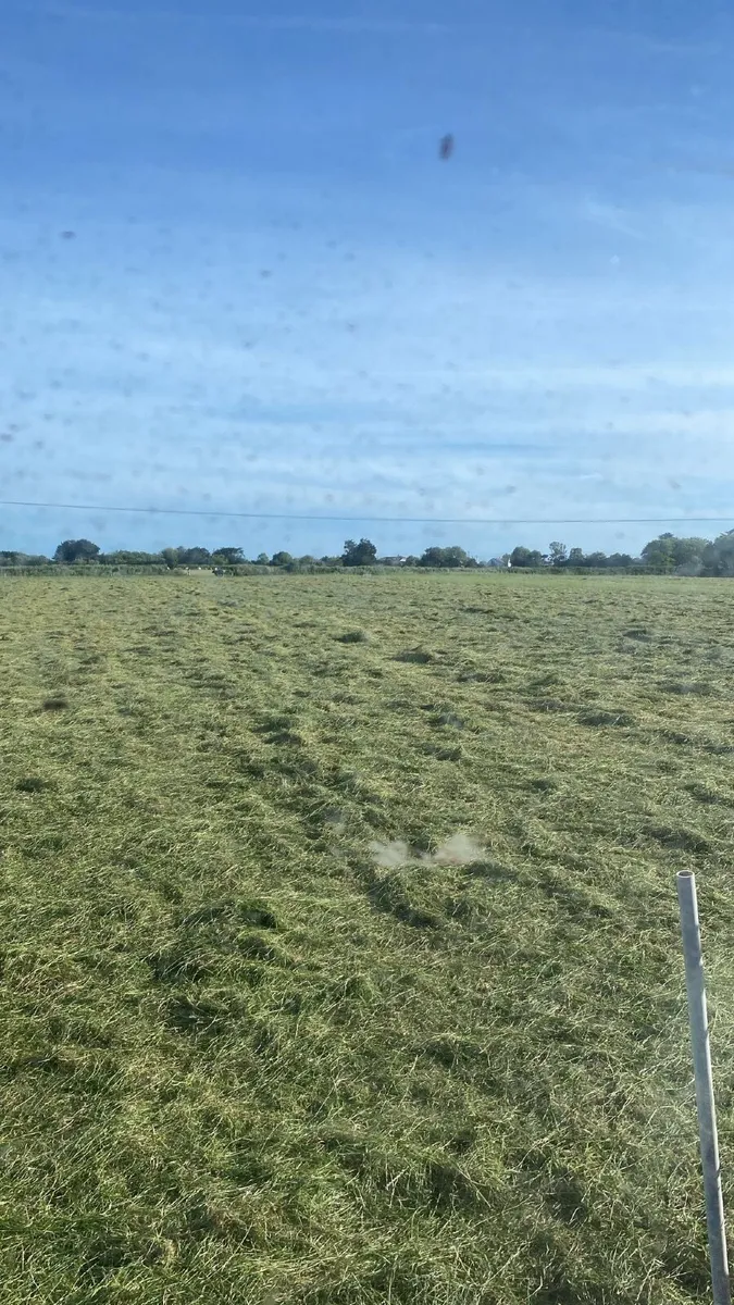 Hay - Image 1