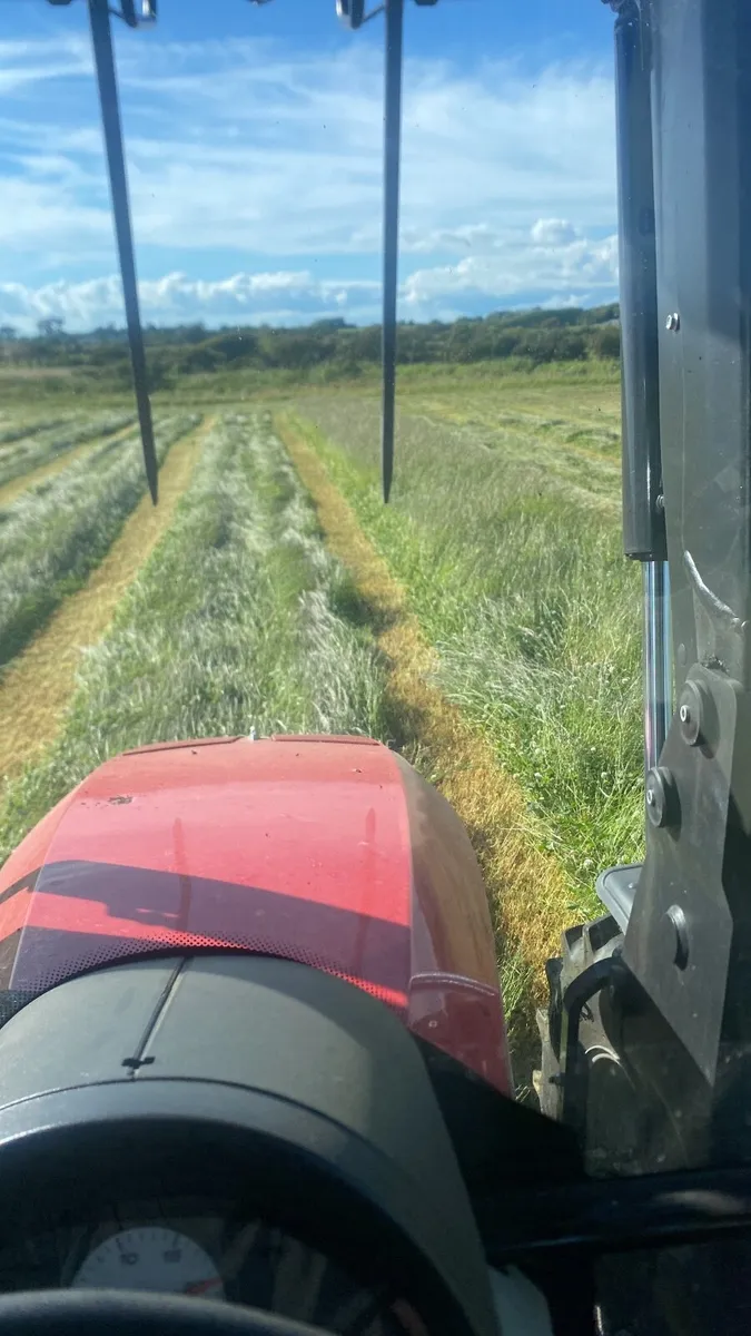 Hay - Image 3