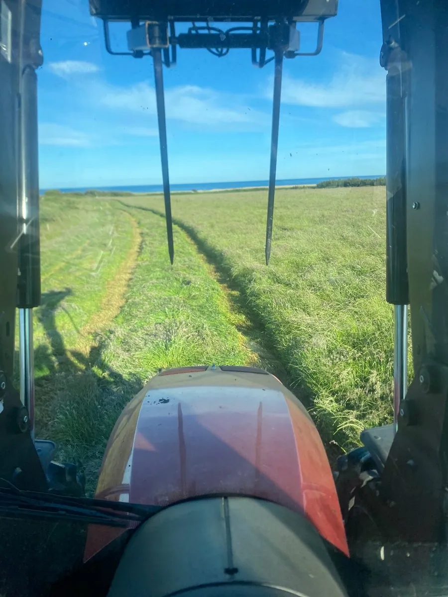 Hay - Image 4