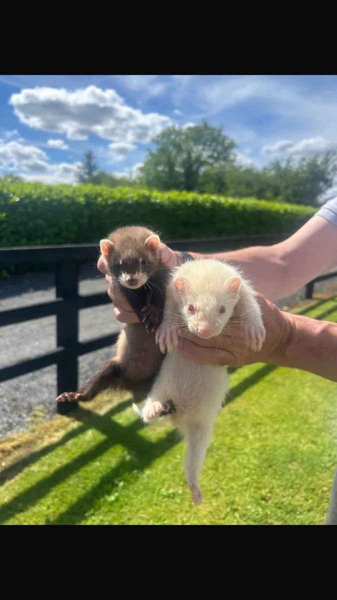 Ferret kits - Image 1